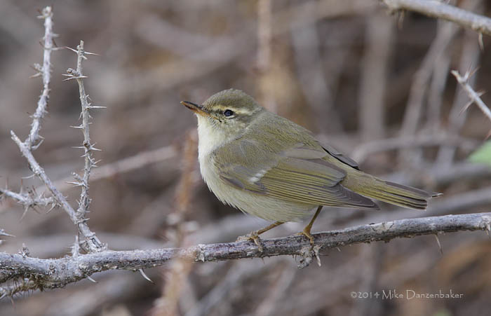 Arctic Warbler (Phylloscopus borealis) photo