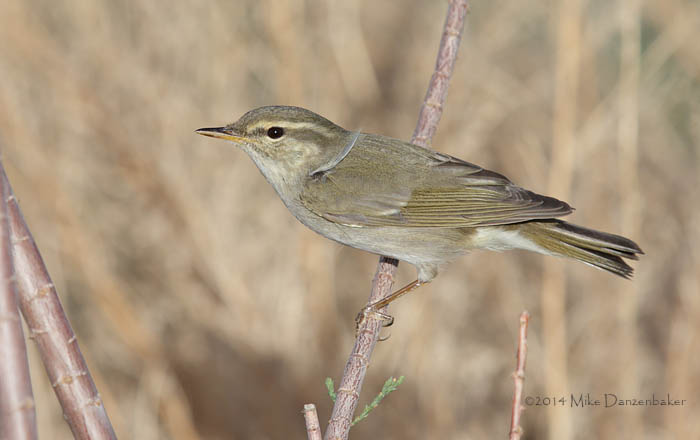 Arctic Warbler (Phylloscopus borealis) photo