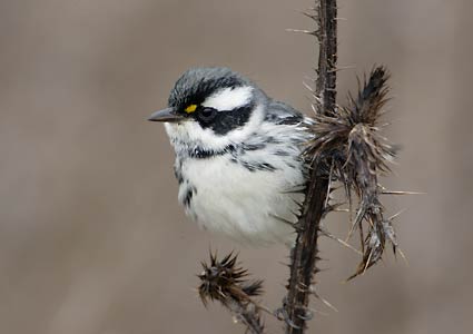 Black-throated Gray Warbler (Dendroica nigrescens) photo image