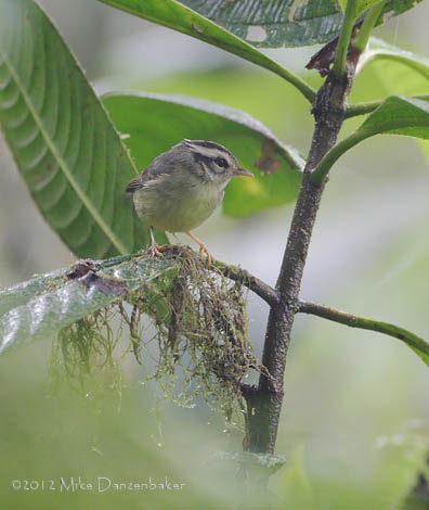 Black-eared Warbler (Basileuterus melanotis) photo