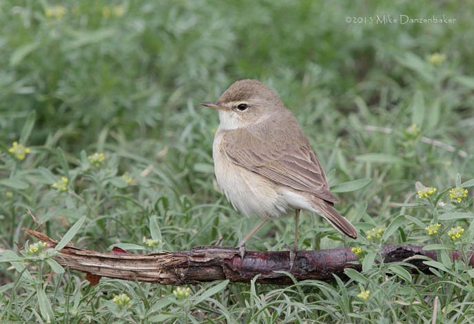 Booted Warbler (Iduna caligata) photo