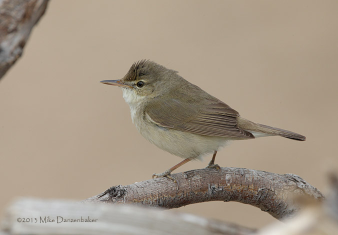 Blyth's Reed Warbler (Acrocephalus dumetorum) photo