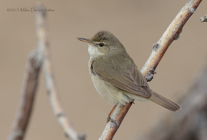 Blyth's Reed Warbler (Acrocephalus dumetorum) photo