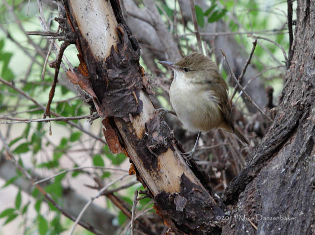 Clamorous Reed Warbler (Acrocephalus stentoreus) photo