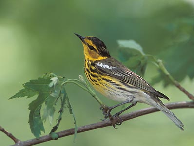 Cape May Warbler (Dendroica tigrina) photo image