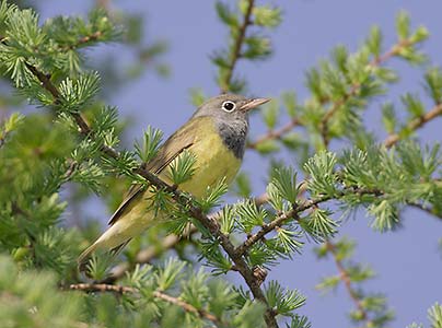 Connecticut Warbler (Oporornis agilis) photo