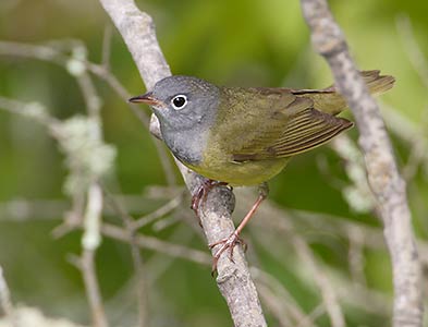 Connecticut Warbler (Oporornis agilis) photo