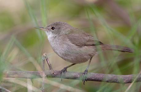 Cape Verde Cane Warbler (Acrocephalus brevipennis) photo