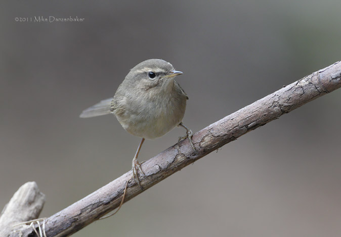 Dusky Warbler (Phylloscopus fuscatus) photo