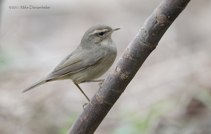Dusky Warbler (Phylloscopus fuscatus) photo
