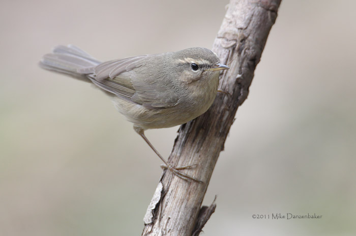 Dusky Warbler (Phylloscopus fuscatus) photo