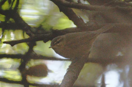 Dusky Warbler (Phylloscopus fuscatus) photo