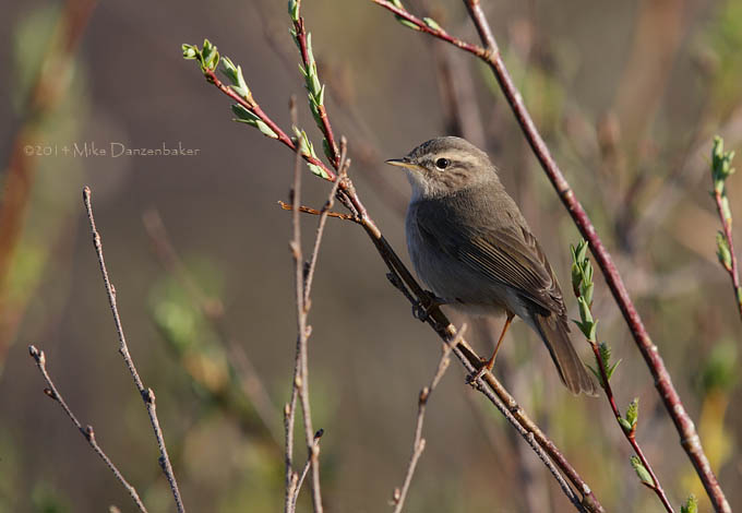 Dusky Warbler (Phylloscopus fuscatus) photo