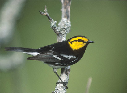 Golden-cheeked Warbler (Dendroica chrysoparia) photo image