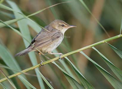 Great Reed Warbler (Acrocephalus arundinaceus) photo