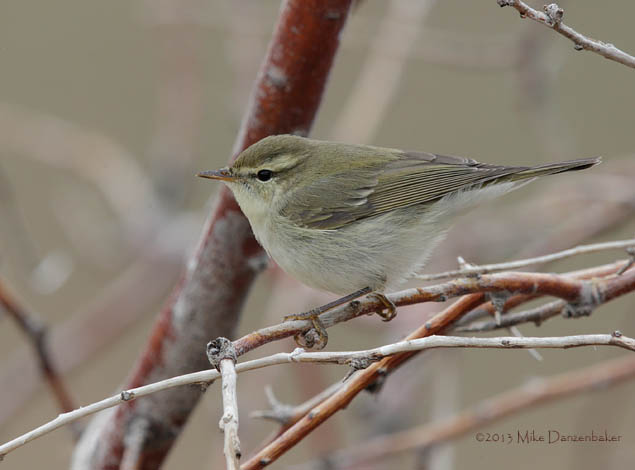 Greenish Warbler (Phylloscopus trochiloides) photo