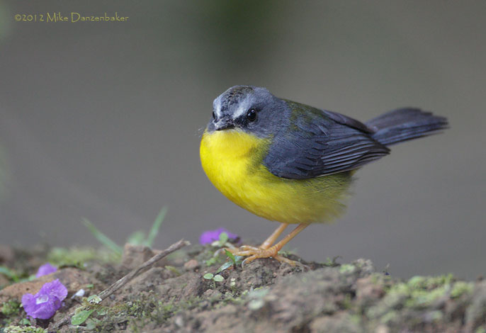 Gray-and-gold Warbler (Basileuterus fraseri) photo