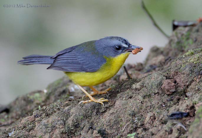 Gray-and-gold Warbler (Basileuterus fraseri) photo