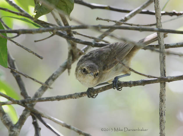 Henderson Reed Warbler (Acrocephalus taiti) photo