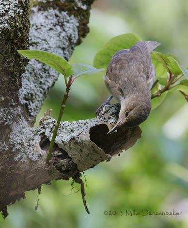Henderson Reed Warbler (Acrocephalus taiti) photo