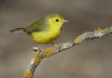 Hooded Warbler (Wilsonia citrina) photo