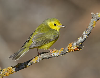 Hooded Warbler (Wilsonia citrina) photo