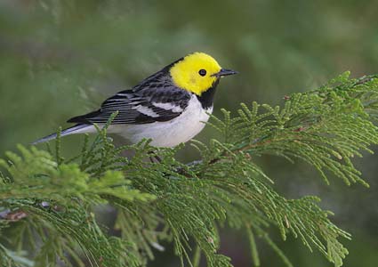 Hermit Warbler (Dendroica occidentalis) photo