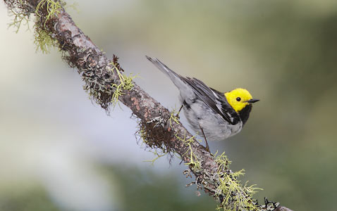 Hermit Warbler (Dendroica occidentalis) photo