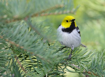 Hermit Warbler (Dendroica occidentalis) photo