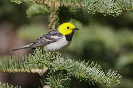 Hermit Warbler (Dendroica occidentalis) photo