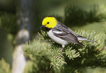 Hermit Warbler (Dendroica occidentalis) photo
