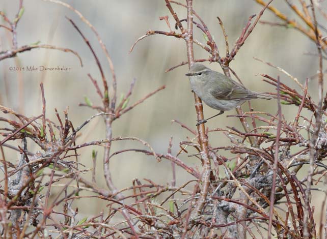 Hume's Leaf Warbler (Phylloscopus humei) photo