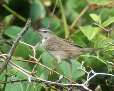Styan's Grasshopper Warbler (Locustella pleskei) photo image