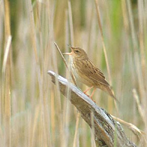 Lanceolated Warbler (Locustella lanceolata) photo image