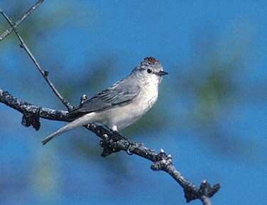 Lucy's Warbler (Vermivora luciae) photo