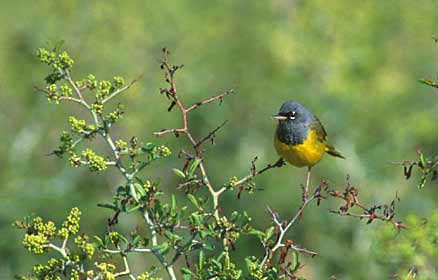 MacGillivray's Warbler (Oporornis tolmiei) photo image