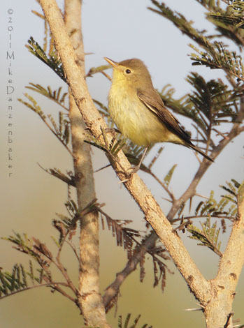 Melodious Warbler (Hippolais polyglotta) photo