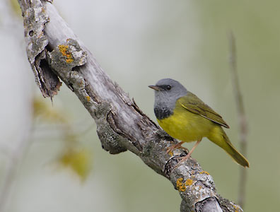 Mourning Warbler (Oporornis philadelphia) photo