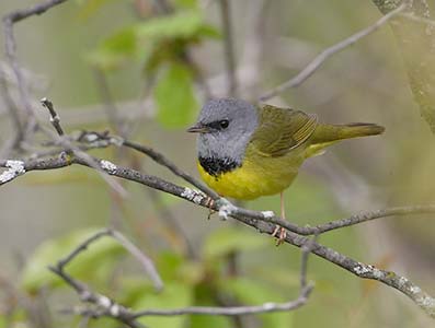 Mourning Warbler (Oporornis philadelphia) photo