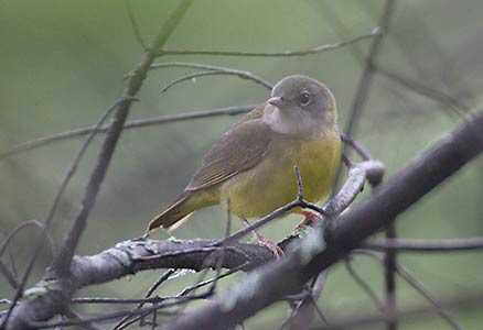 Mourning Warbler (Oporornis philadelphia) photo
