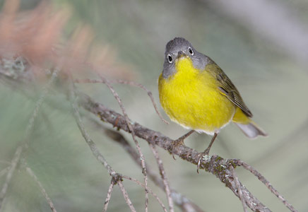 Nashville Warbler (Vermivora ruficapilla) photo