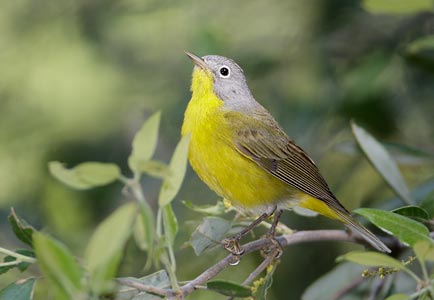 Nashville Warbler (Vermivora ruficapilla) photo