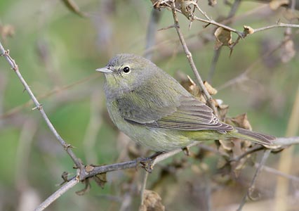 Orange-crowned Warbler (Vermivora celata) photo