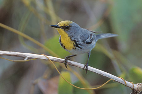 Olive-capped Warbler (Dendroica pityophila) photo image