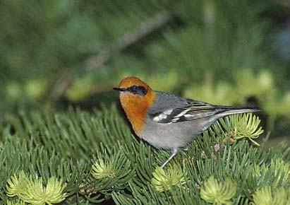 Olive Warbler (Peucedramus taeniatus) photo image