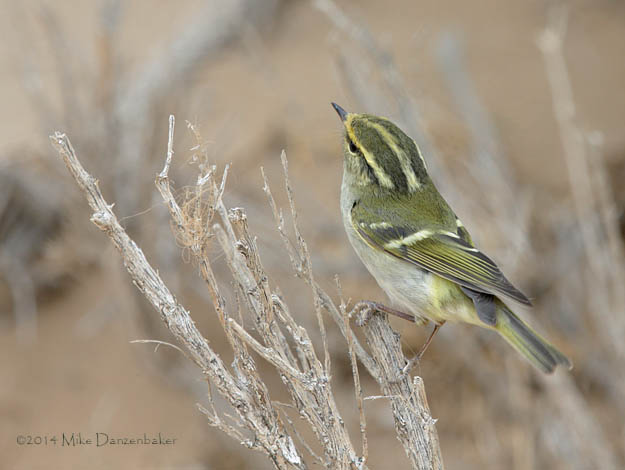 Pallas's Leaf Warbler (Phylloscopus proregulus) photo