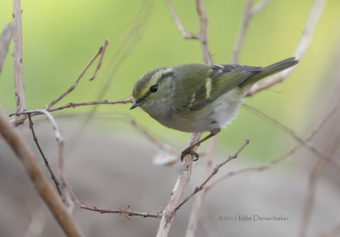 Pallas's Leaf Warbler (Phylloscopus proregulus) photo