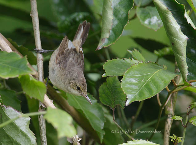 Pitcairn Reed Warbler (Acrocephalus vaughani) photo
