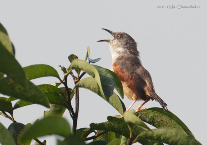 Red-winged Warbler (Heliolais erythropterus) photo