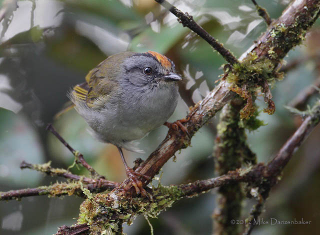 Russet-crowned Warbler (Basileuterus coronatus) photo